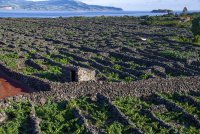 Wein Acores