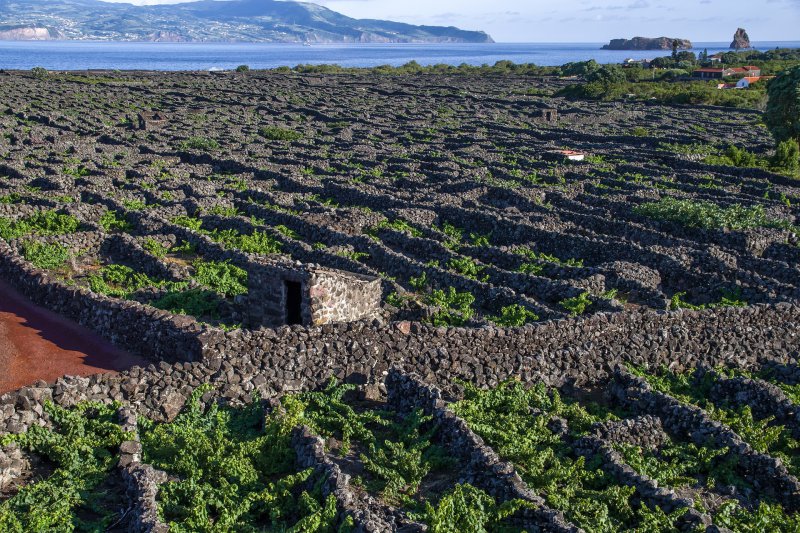 Wein Acores